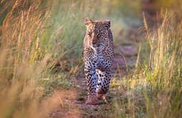 Leopardo africano