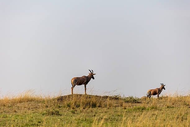 Topi Antelope