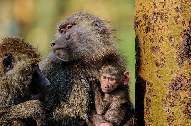 Baboon