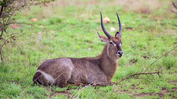 WaterBuck