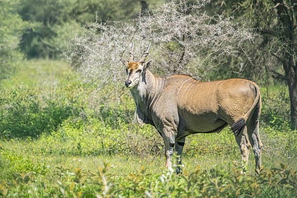 Eland
