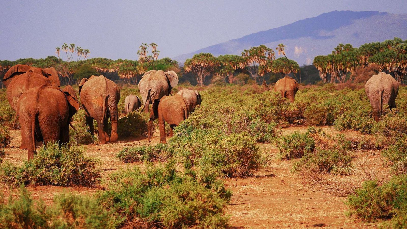 Samburu National Reserve