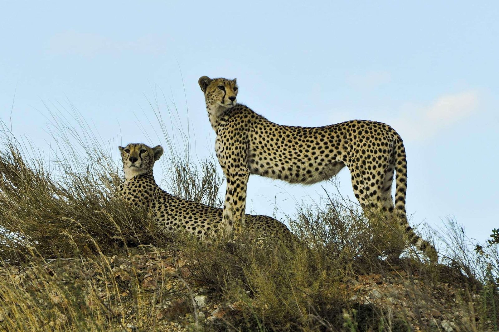 Chetah in the Serengeti