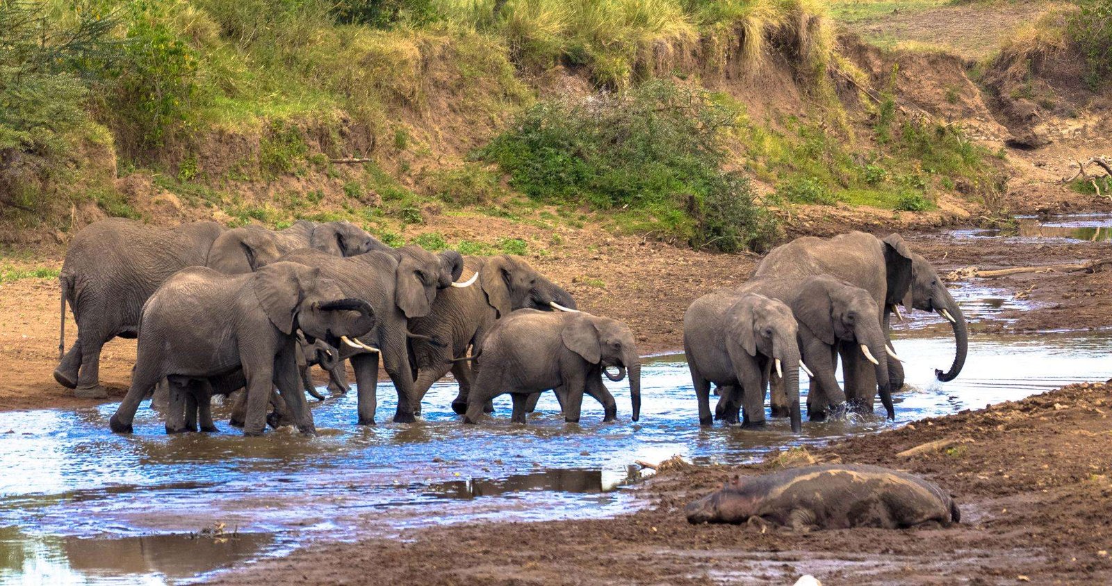 A herd of african elephants in natural habitat drinking at a waterhole-Samburu