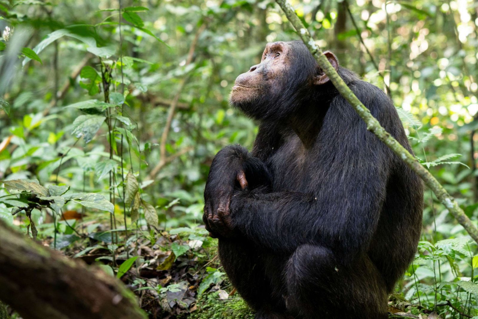 Chimpanzee, Kibale National Park