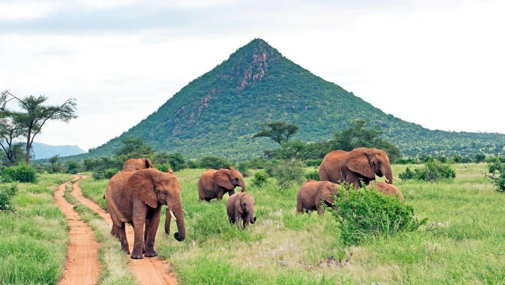 Elephant herd and a hill, Samburu, Kenya