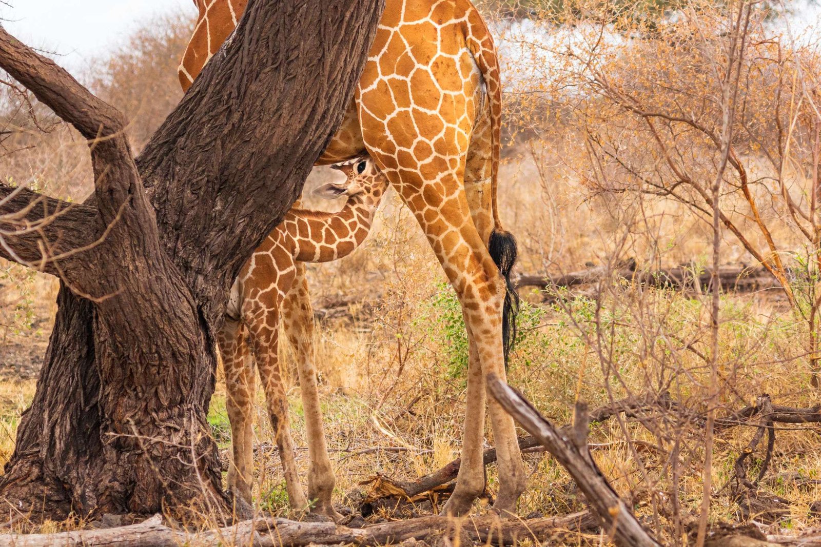 Feeding time for baby reticulated giraffe - Meru national park