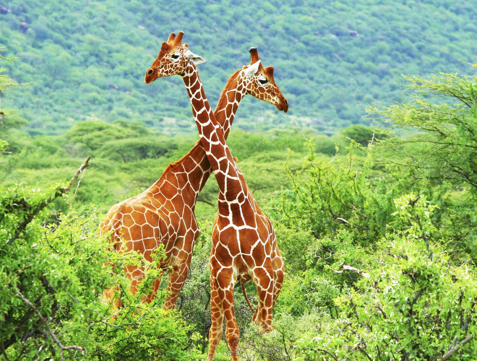 Fight of two giraffes. Africa. Kenya. Samburu national park.