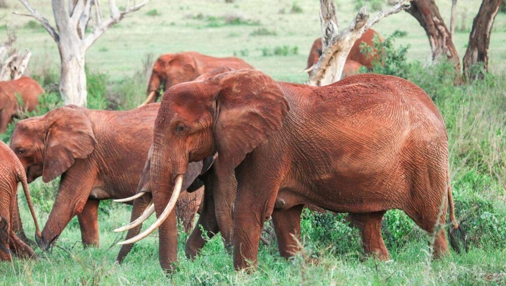 Herd of an african bush elephant Tsavo