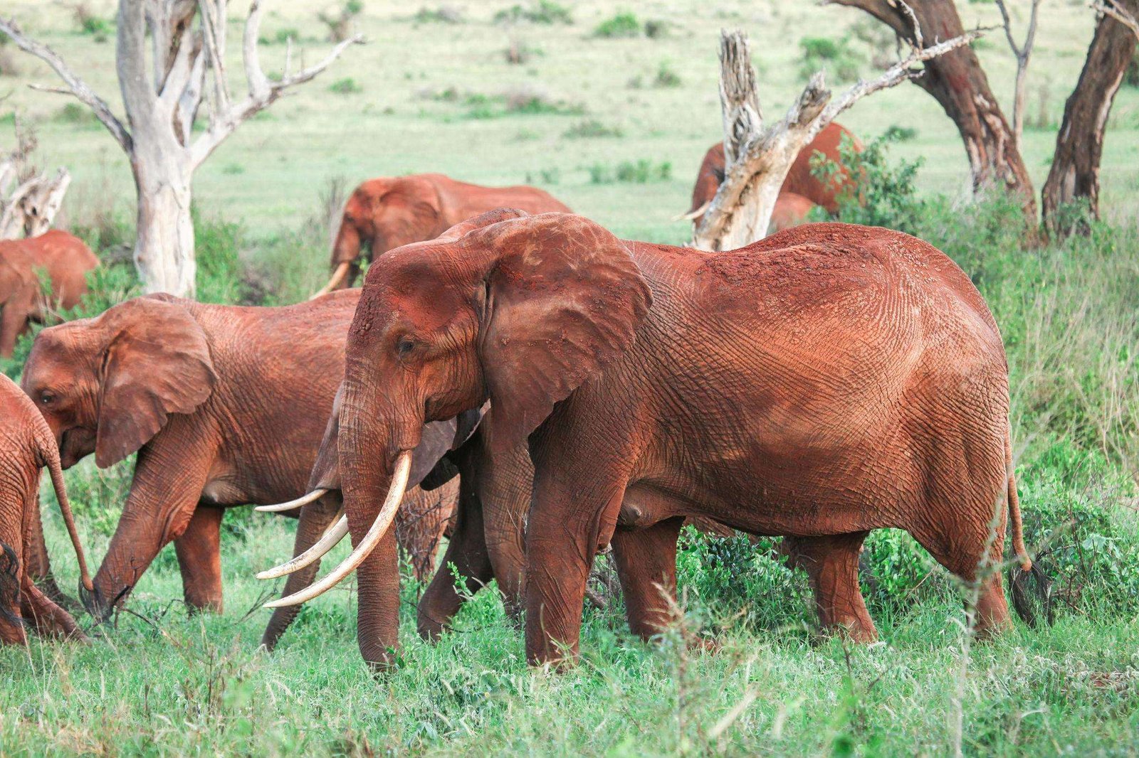 Herd of an african bush elephant Tsavo