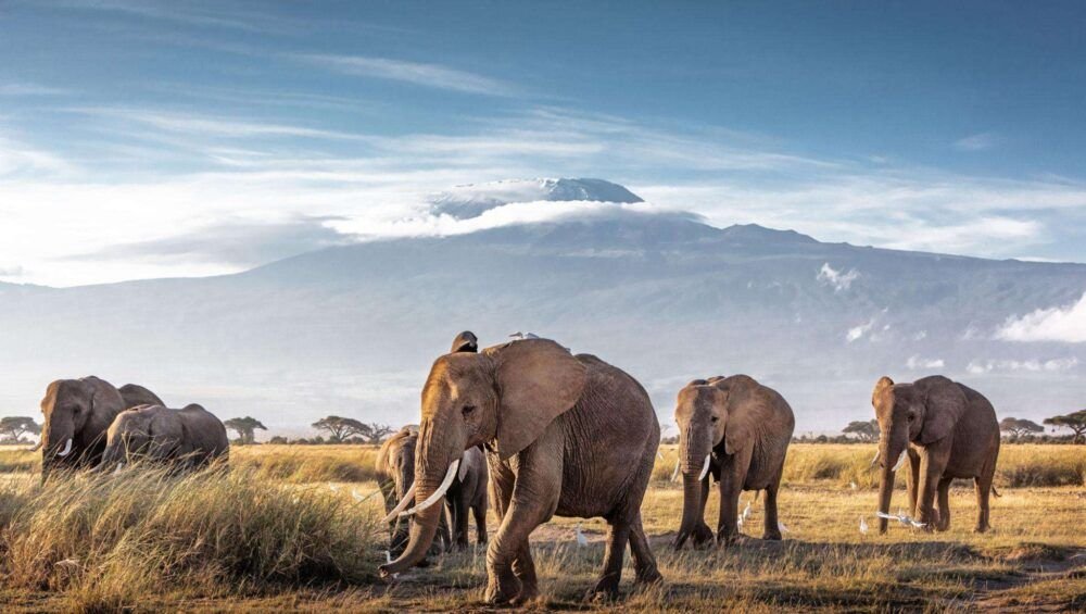 Herd of large African elephants walking in front of Mount Kilimanjaro in Amboseli National Park