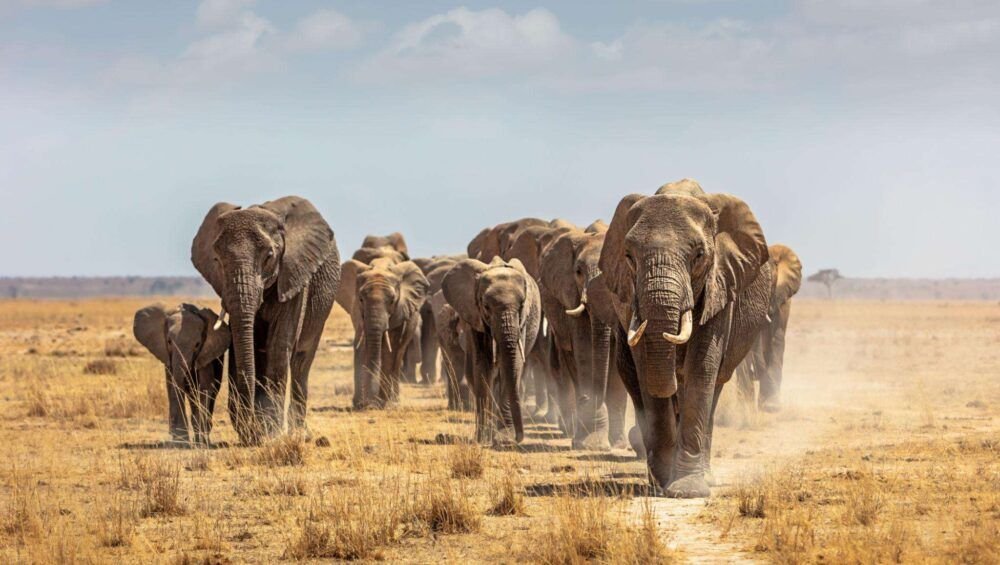 Large herd of African elephants in the dry lake bed of Amboseli National Park