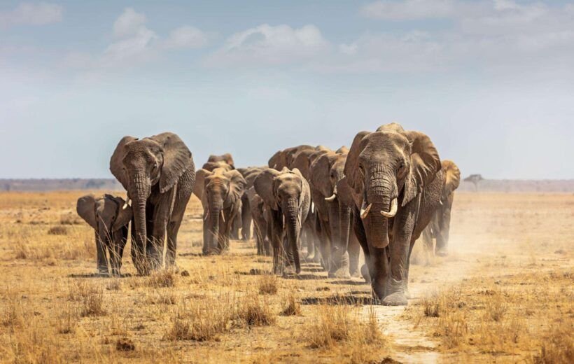 SCENIC AMBOSELI SAFARI.