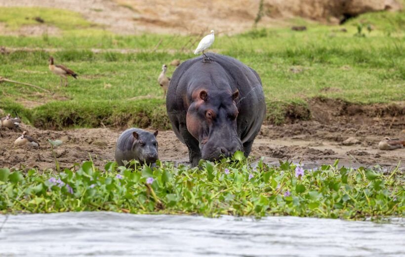 Mother and baby hippopotamus, hippopotamus amphibius, on the banks of Lake Edward, Queen Elizabeth National Park, Uganda. Hippos are now vulnerable in the wild.