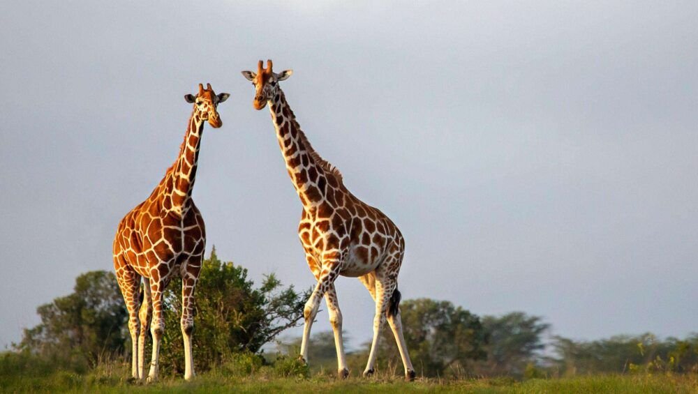 Reticulated giraffes in Sweetwaters, Kenya, Africa