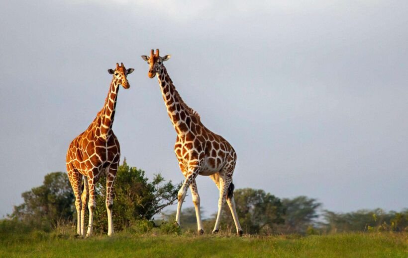 4 DAYS THROUGH KENYA SERENE PARKS.