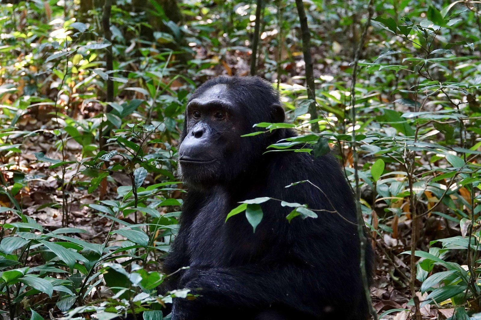 Wood Monkey Wildlife Primate Chimpanzee Ape