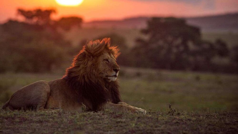 WILDLIFE sunset-maasai-mara