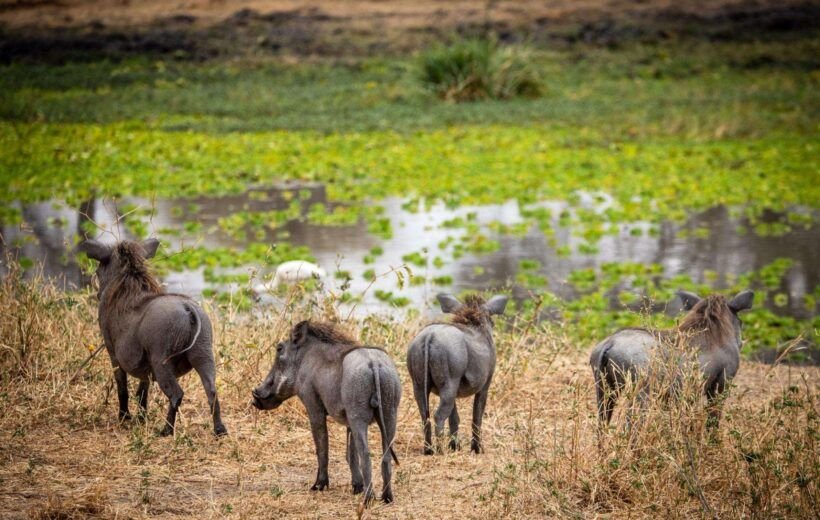 Northern Tanzania Safari