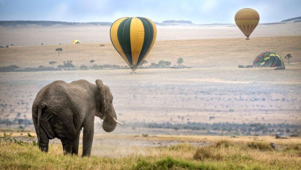 African Elephant on a safari