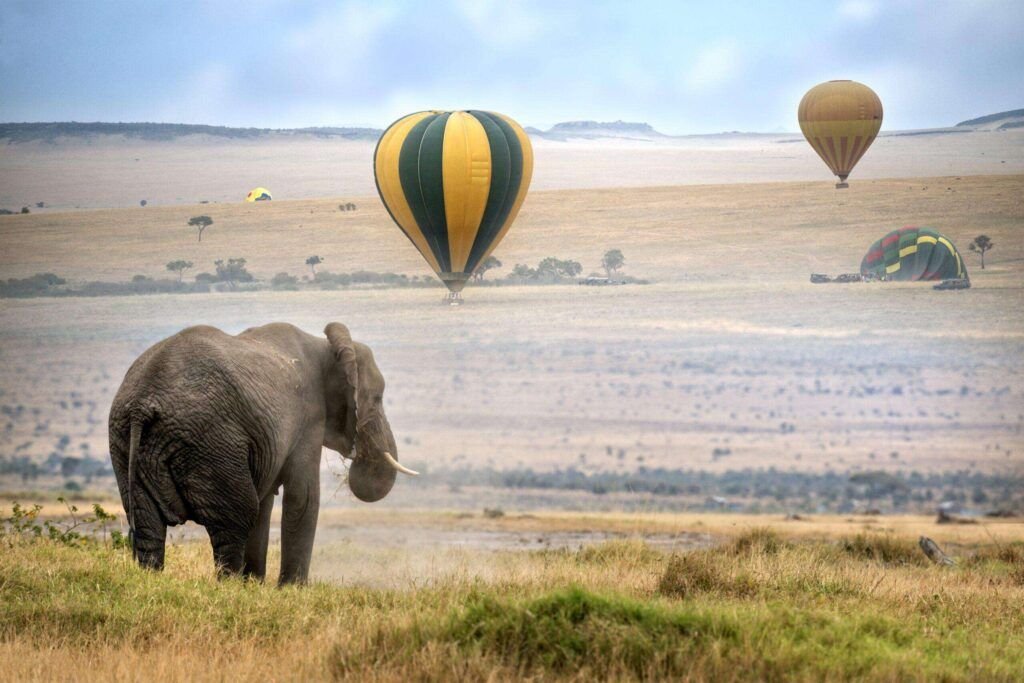 African Elephant on a safari