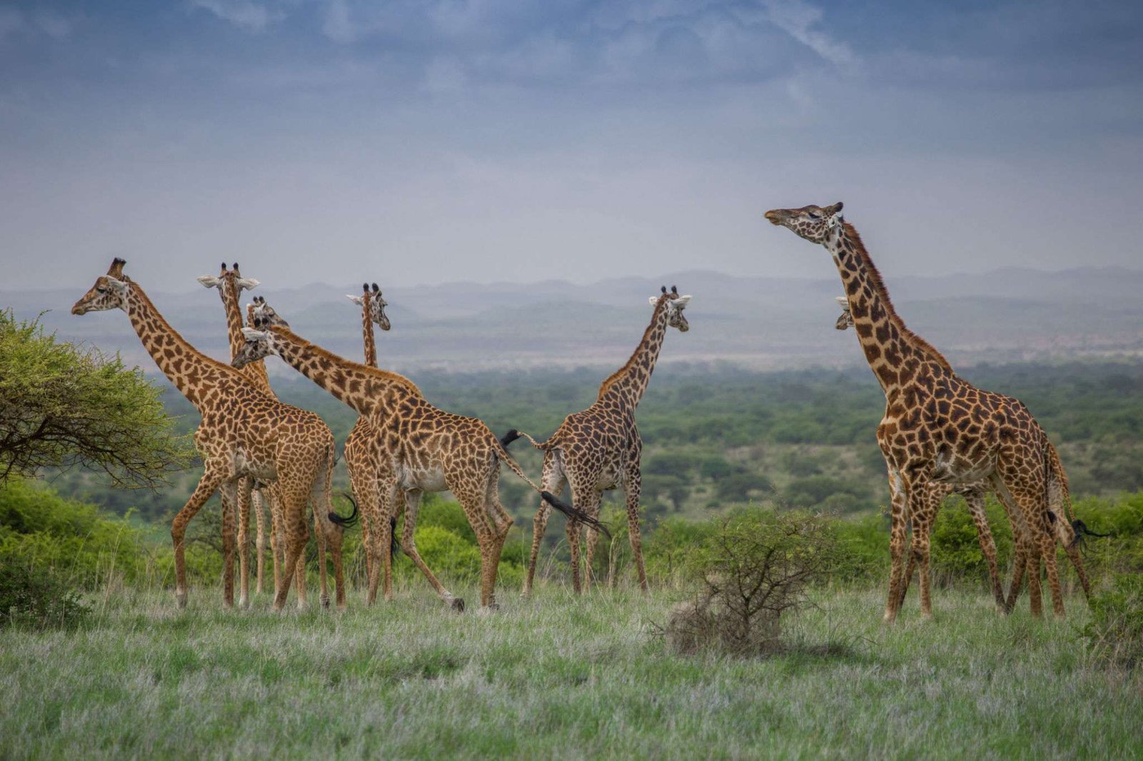 Africa Safari in Tsavo West National Park, Kenya