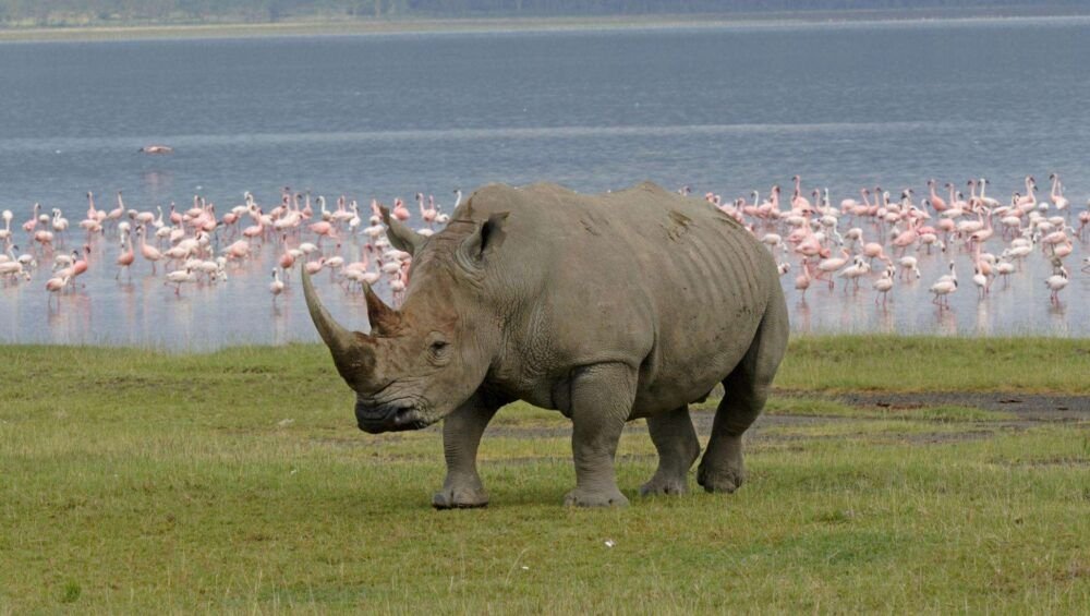 lake-nakuru-National Park-Rhino