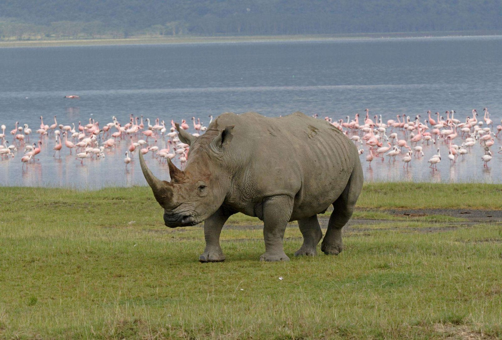 lake-nakuru-National Park-Rhino