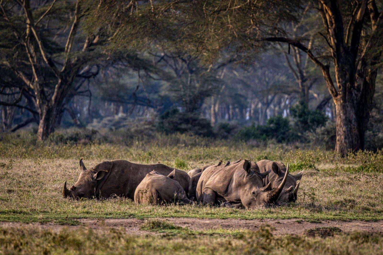 Rhinos of Lake Nakuru