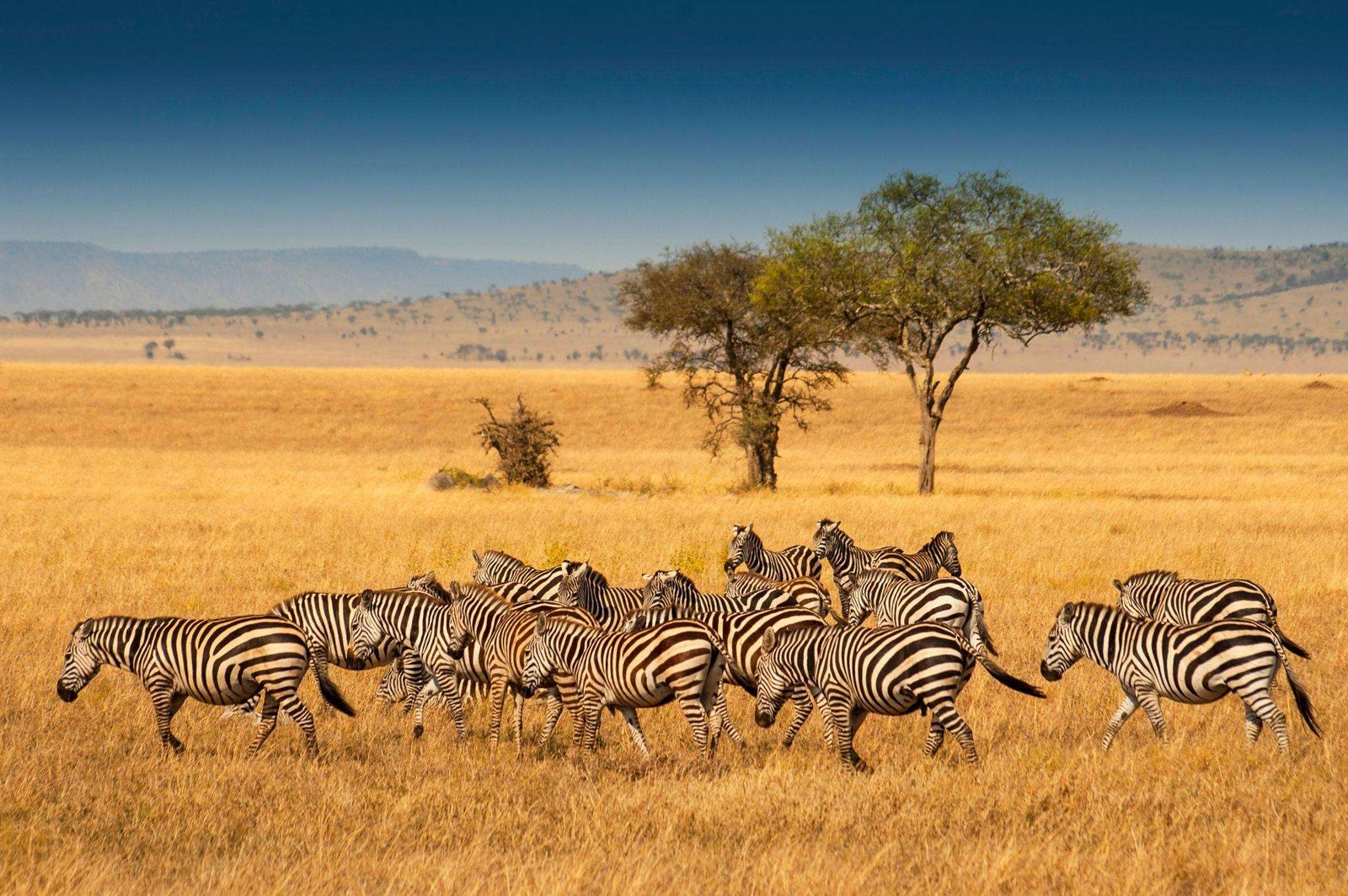 African wildlife on a safari in the serengeti