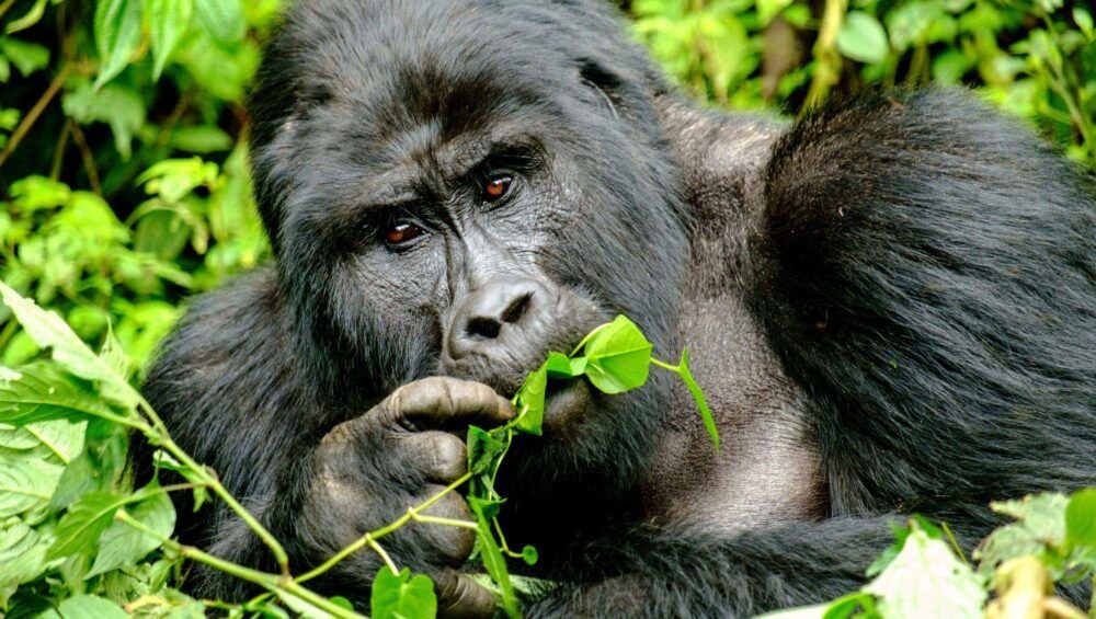 Mountain Gorilla