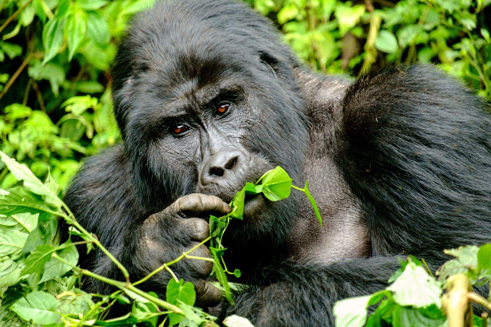 Mountain Gorilla