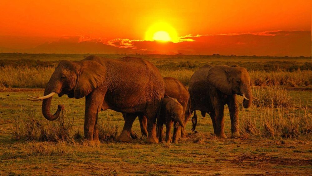 Elephant in National park Tsavo East and Tsavo West