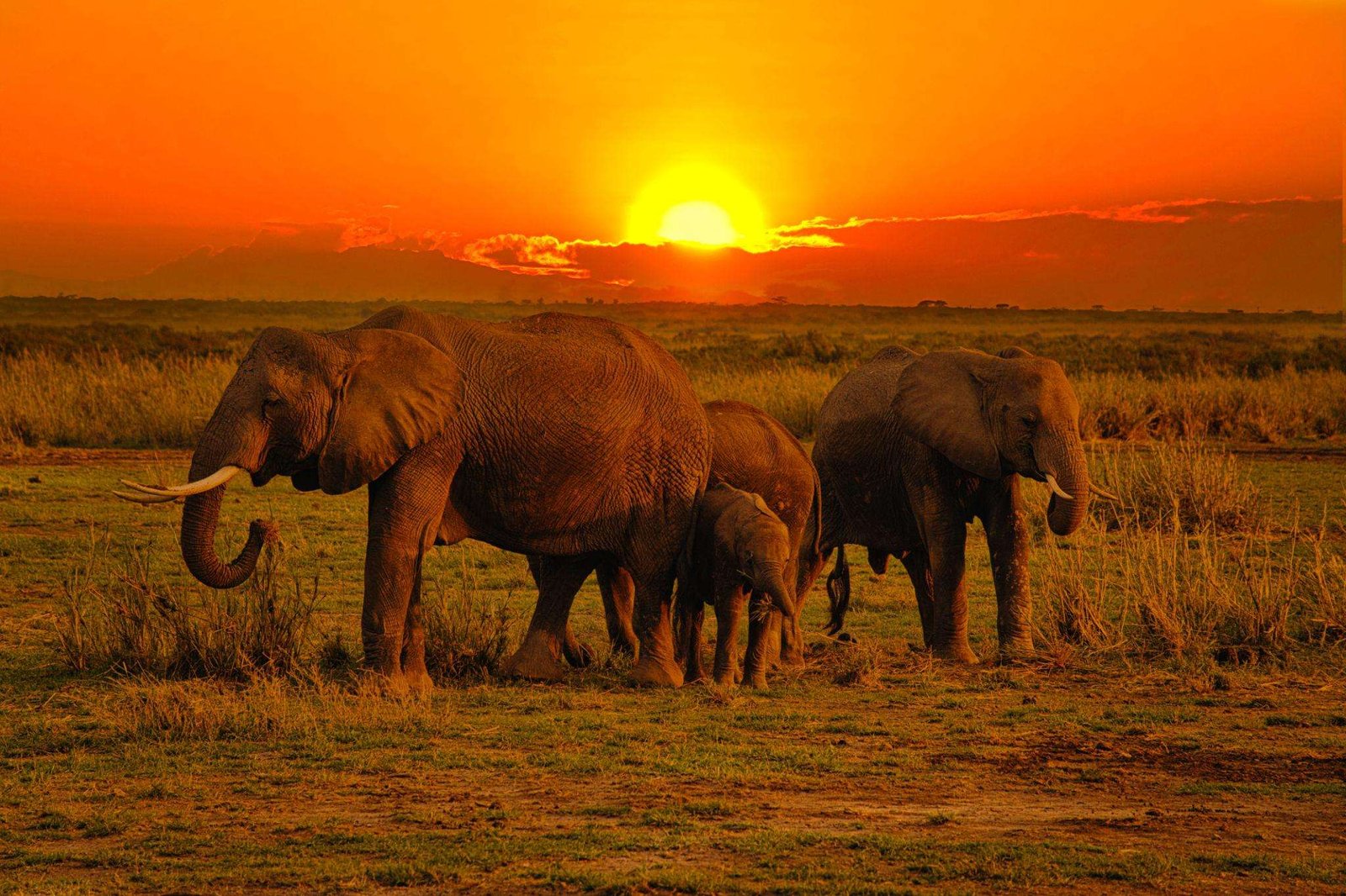 Elephant in National park Tsavo East and Tsavo West