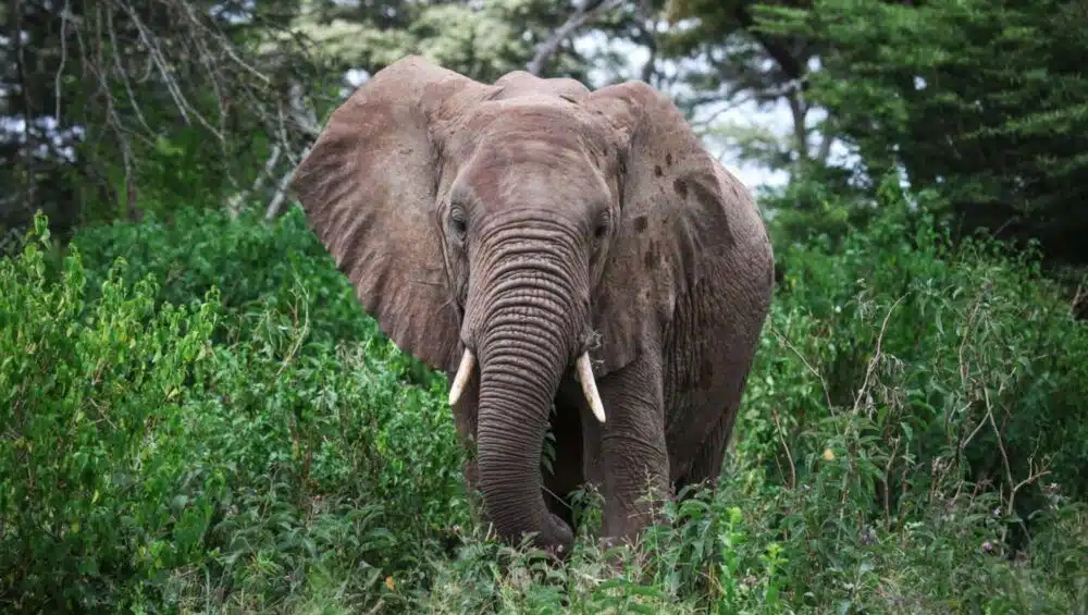 African bush elephant