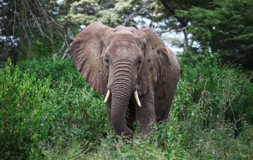 Typical Tanzania Safari