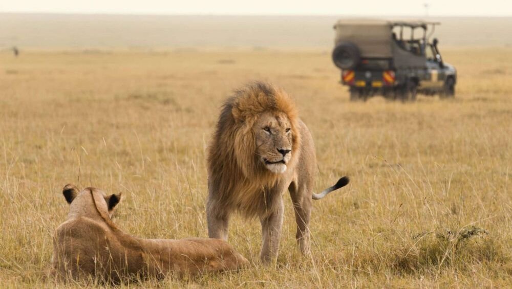 African lion couple and safari jeep in the Masai Mara in Kenya.