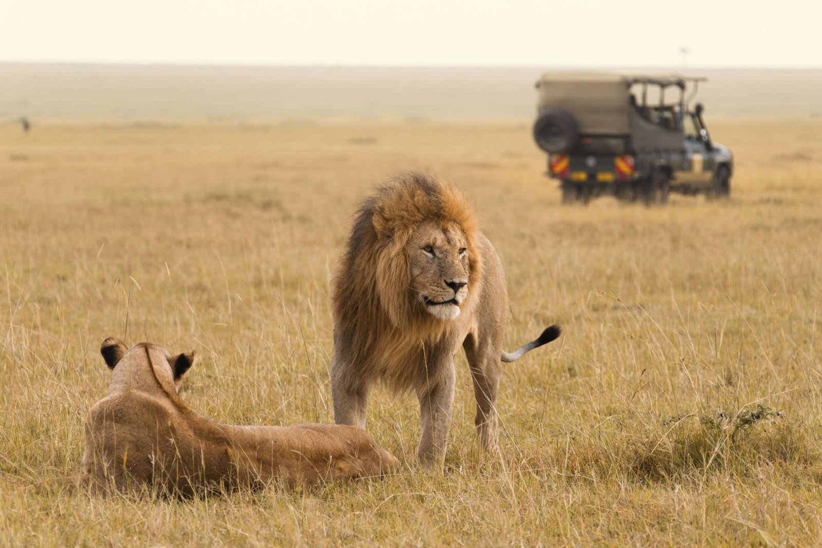 African lion couple and safari jeep in the Masai Mara in Kenya.