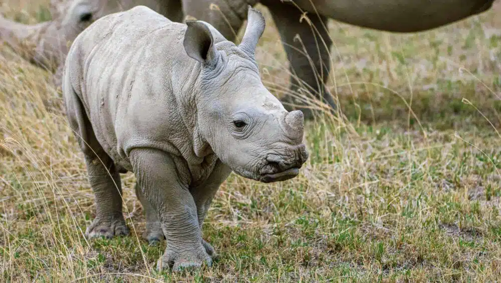 Baby-Rhino-and-Nearby-Mother