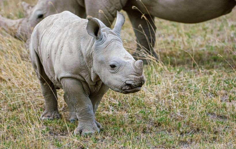 8 Days Classic Save The Rhino Safari