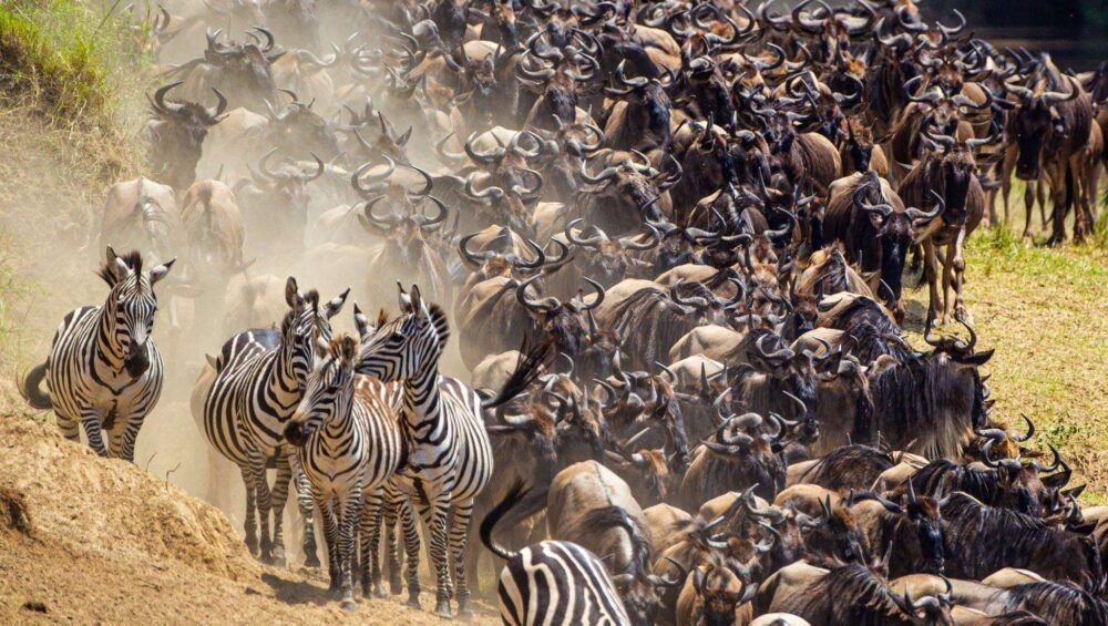 Blue Wildebeest crossing the Mara River during the annual migration in Kenya