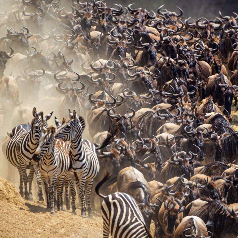 Blue Wildebeest crossing the Mara River during the annual migration in Kenya