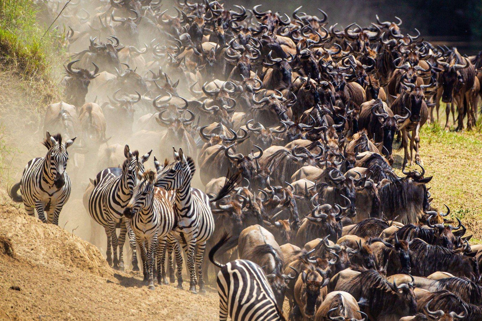 Blue Wildebeest crossing the Mara River during the annual migration in Kenya