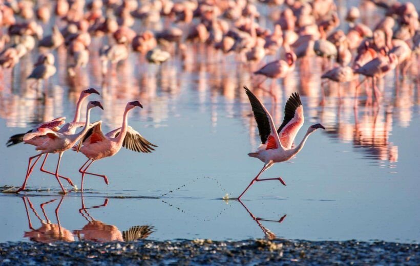 Flock-of-Wild-Lesser-Flamingos-On-Lake-Nakuru