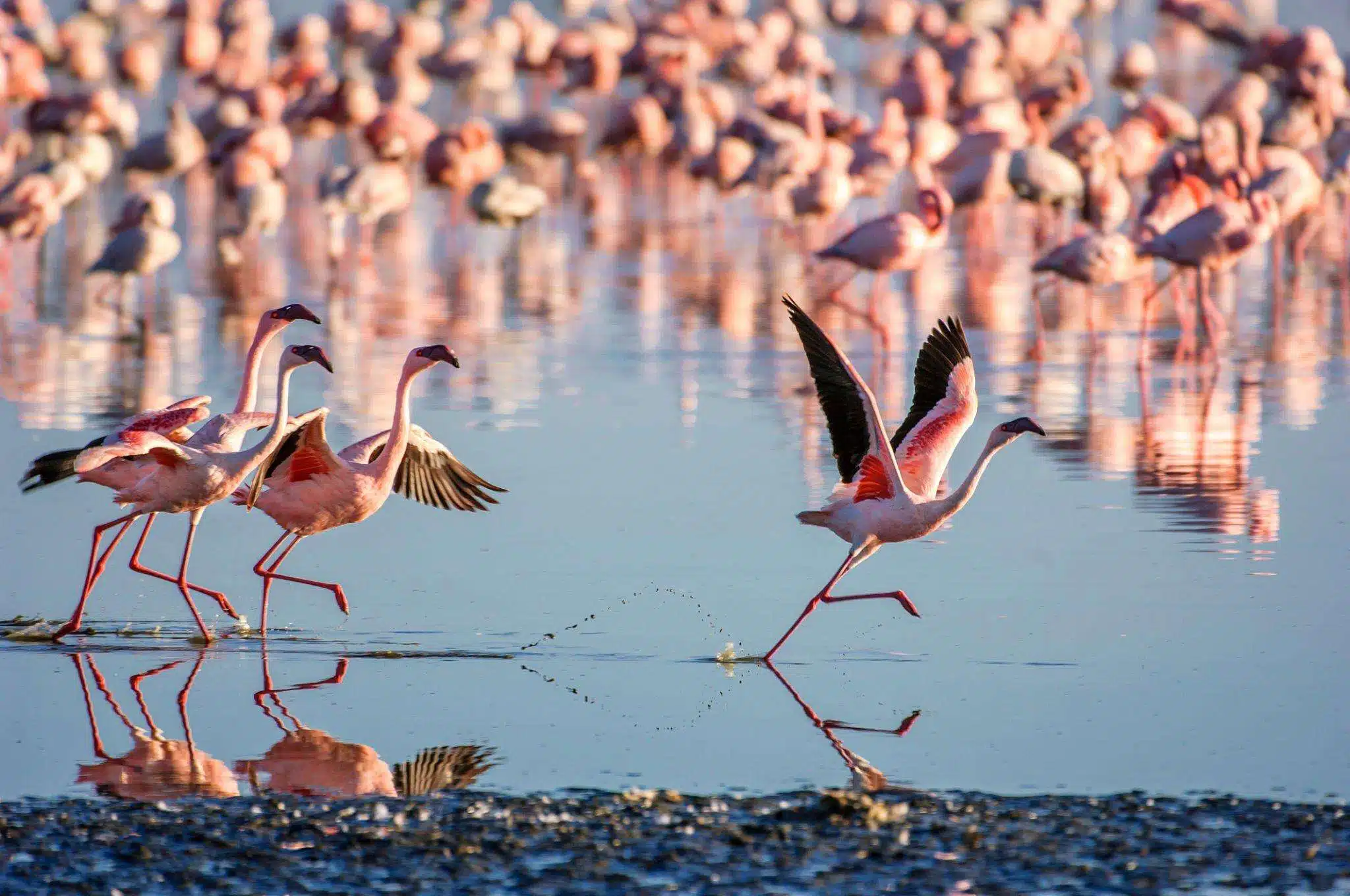 Flock-of-Wild-Lesser-Flamingos-On-Lake-Nakuru