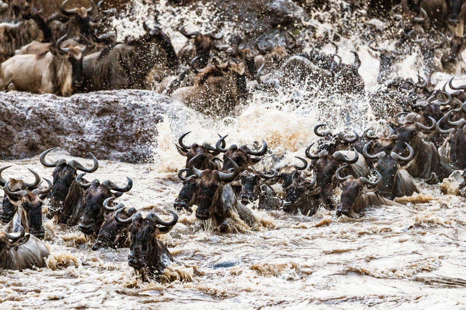 Great-wildebeest-migration-in-Masai-Mara