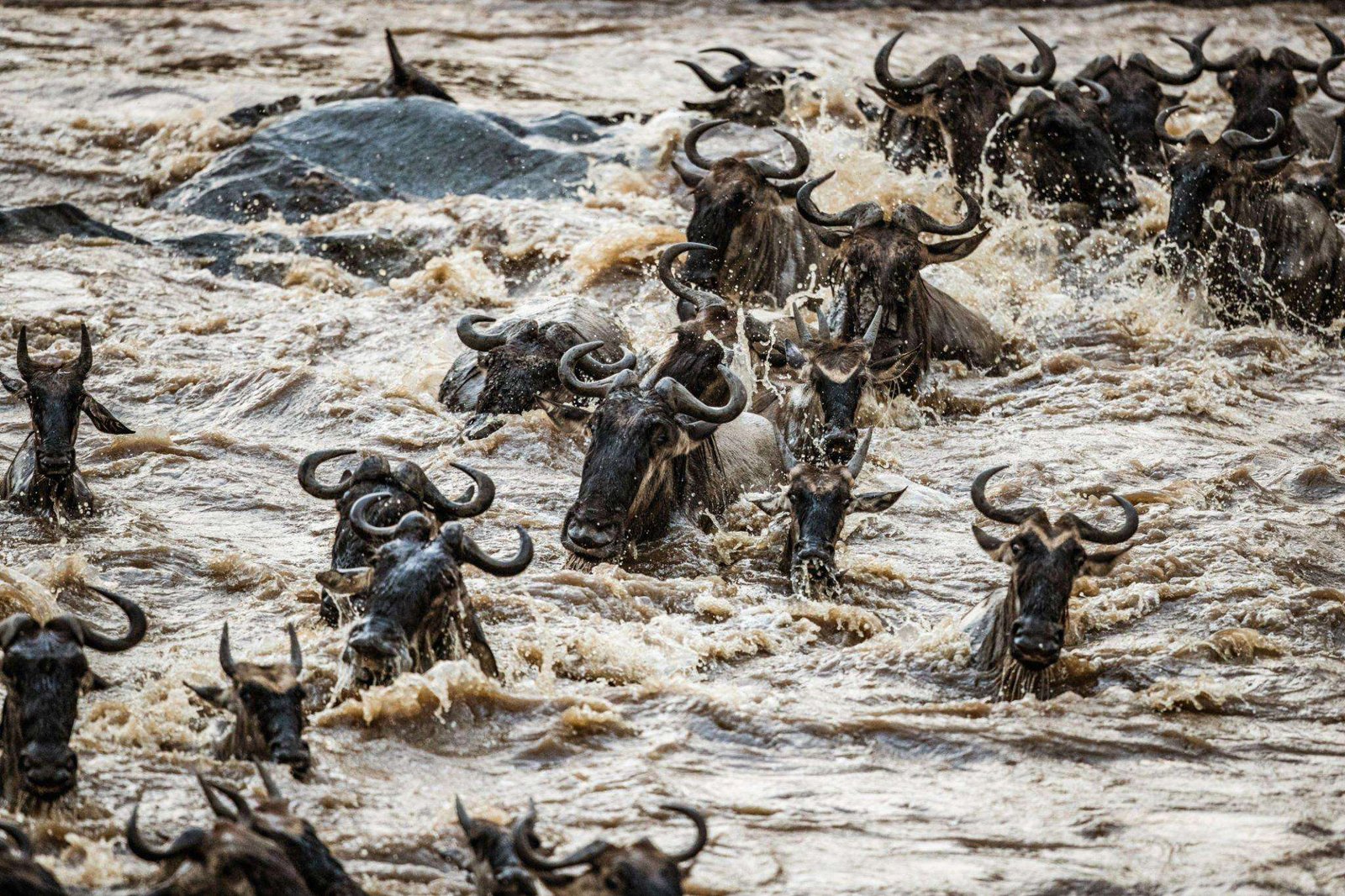 Herd of wildebeest migrating across Mara river.