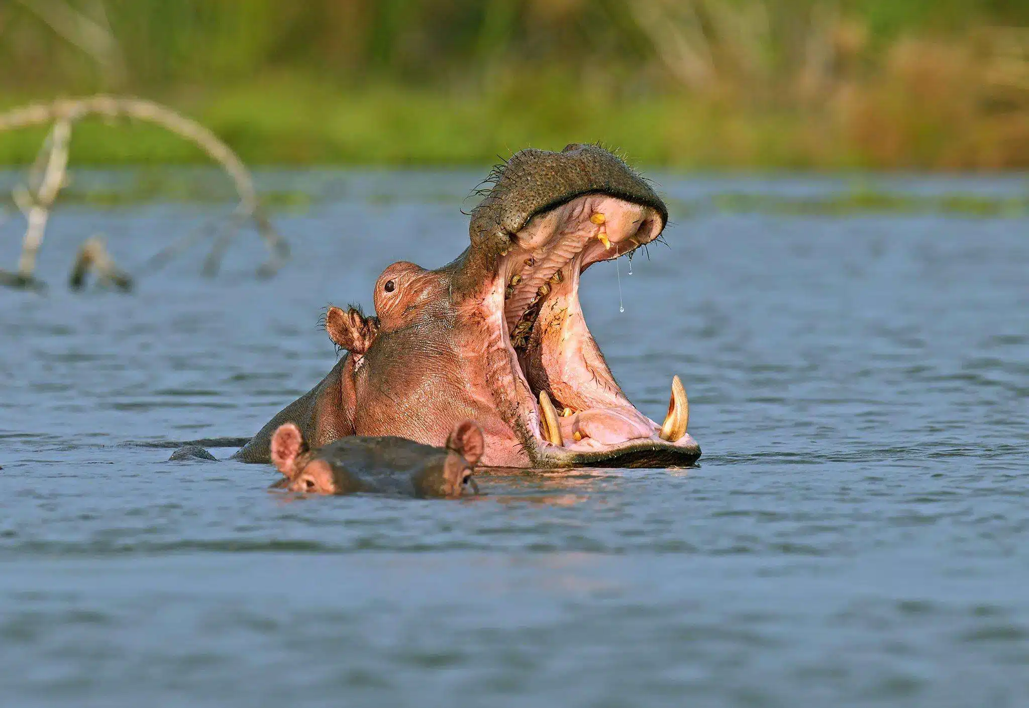 Hippopotamus-Masai-Mara