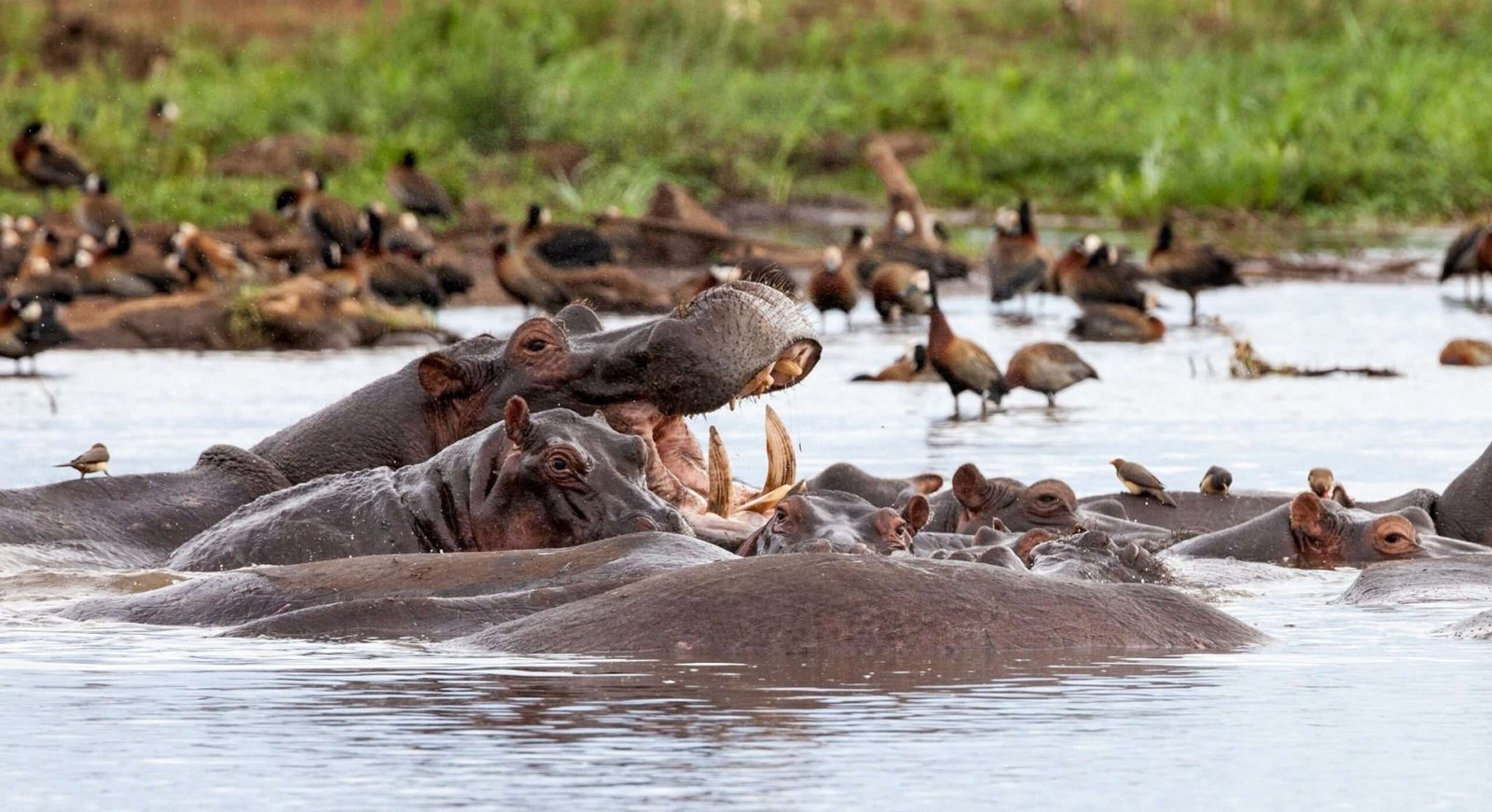 Hippos at Lake Manyara National Park