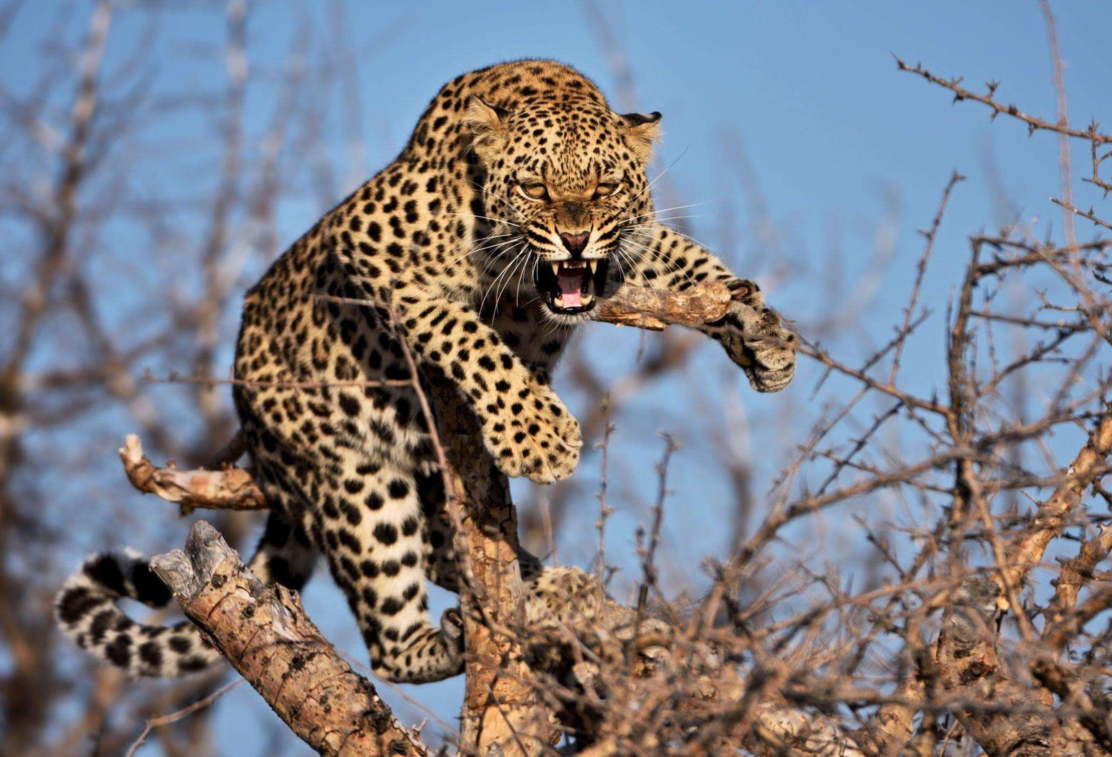 Hissing leopard on a tree